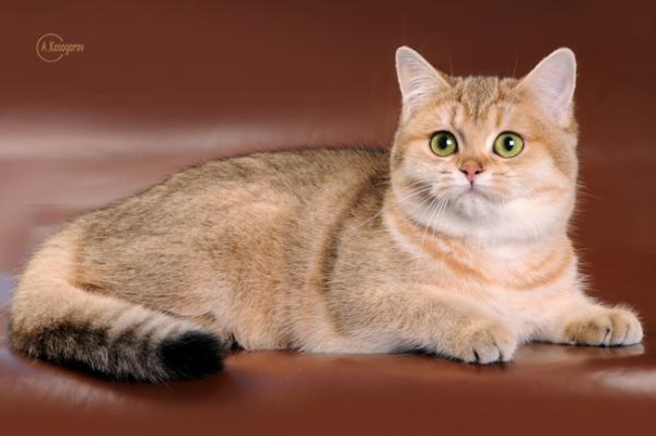 Elit Cattery British cat gold breed