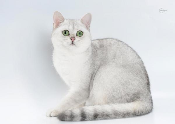 Elit Cattery британские кошки серебро