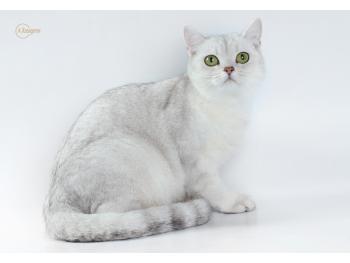 Elit Cattery British cat silver breed