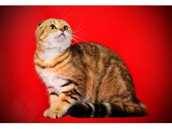 Elit Cattery Scottish cat