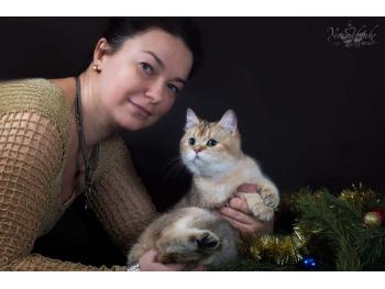 Elit Cattery selling British gold the British, cattery s Donetsk